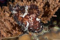 Taenianotus triacanthus (Leaf Scorpionfish)