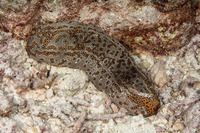 Bohadschia argus (Argus Sea Cucumber)