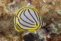 Chaetodon meyeri (Meyer's Butterflyfish)