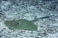 Pastinachus sephen (Cowtail Stingray)