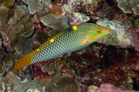 Halichoeres hortulanus (Checkerboard Wrasse)