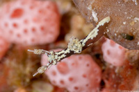 Trapania euryeia (Trapania Euryeia)