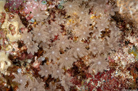 Clavularia sp.1 (Clavularia sp.1)