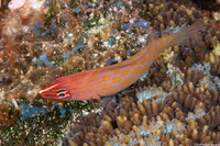 Pseudocheilinus octotaenia (Eightline Wrasse)