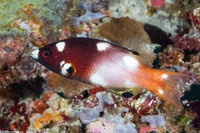 Bodianus axillaris (Axilspot Hogfish)