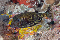 Ostracion meleagris (Spotted Boxfish)