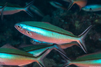 Pterocaesio tile (Bluestreak Fusilier)