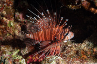 Pterois antennata (Spotfin Lionfish)