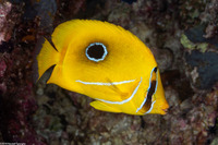 Chaetodon bennetti (Eclipse Butterflyfish)