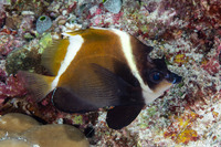 Heniochus varius (Humphead Bannerfish)