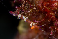 Coryphellina exoptata (Desirable Flabellina)