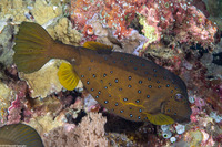 Ostracion cubicum (Yellow Boxfish)