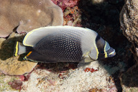 Chaetodon reticulatus (Reticulated Butterflyfish)