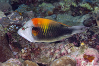Epibulus insidiator (Slingjaw Wrasse)