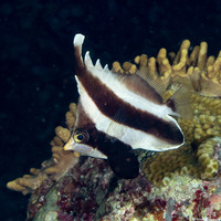 Heniochus chrysostomus (Pennant Bannerfish)