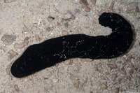 Actinopyga palauensis (Panning's Black Sea Cucumber)