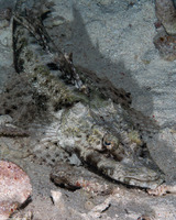 Cymbacephalus beauforti (Crocodile Flathead)