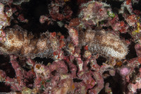 Pearsonothuria graeffei (Blackspotted Sea Cucumber)