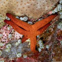Echinaster luzonicus (Luzon Sea Star)