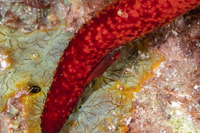 Zenopontonia soror (Sea Star Shrimp)