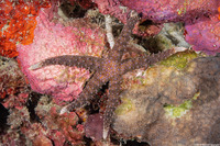 Gomophia egyptiaca (Egyptian Sea Star)