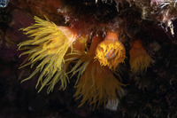 Tubastraea coccinea (Orange Cup Coral)