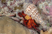 Dardanus megistos (White-Spotted Hermit Crab)
