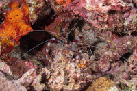 Stenopus hispidus (Banded Coral Shrimp)