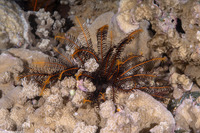 Clarkcomanthus mirabilis (Extraordinary Feather Star)
