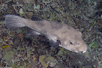 Arothron stellatus (Star Puffer)
