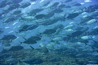 Caranx sexfasciatus (Bigeye Trevally)