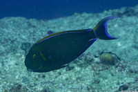Acanthurus bariene (Roundspot Surgeonfish)