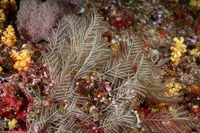 Taxella gracilicaulis (Taxella Gracilicaulis)