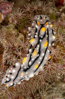Phyllidia elegans (Elegant Phyllidia)