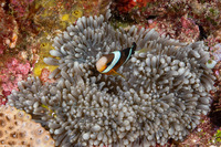 Entacmaea quadricolor (Bubble-Tip Anemone)