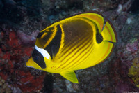 Chaetodon lunula (Raccoon Butterflyfish)