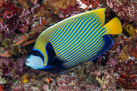 Pomacanthus imperator (Emperor Angelfish)
