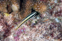 Thalassoma amblycephalum (Bluntheaded Wrasse)