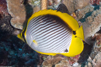 Chaetodon melannotus (Black-Backed Butterflyfish)
