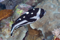 Macolor niger (Black Snapper)