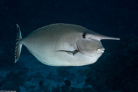 Naso annulatus (Whitemargin Unicornfish)