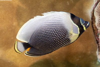 Chaetodon reticulatus (Reticulated Butterflyfish)