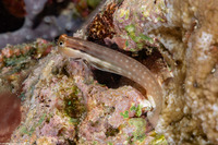 Ecsenius yaeyamaensis (Yaeyama Coralblenny)