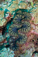 Tridacna crocea (Boring Giant Clam)