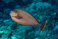 Naso vlamingii (Bignose Unicornfish)