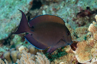 Acanthurus nigrofuscus (Brown Surgeonfish)