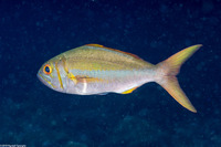 Aphareus furca (Smalltooth Jobfish)