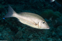Lethrinus obsoletus (Orange-Striped Emperor)