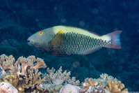 Cetoscarus ocellatus (Spotted Parrotfish)