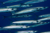 Sphyraena helleri (Heller's Barracuda)